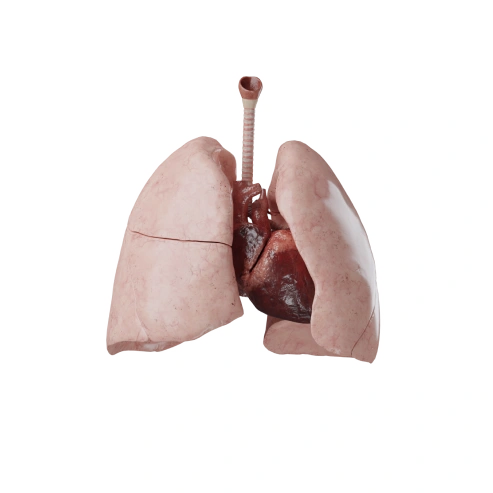 Enfermedades del Sistema Respiratorio